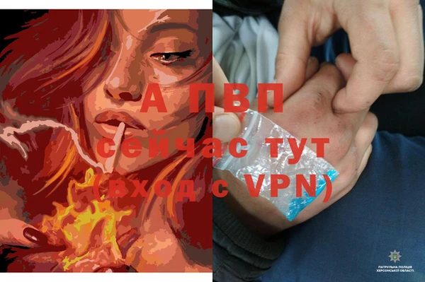 сатива Абаза